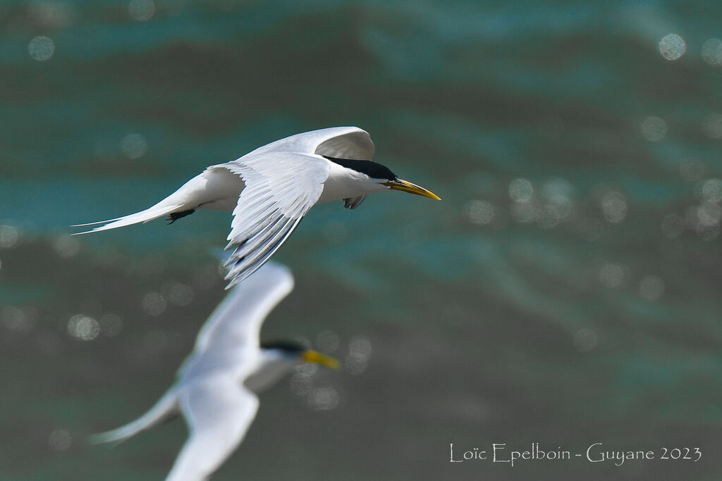 Cabot's Tern (eurygnathus)