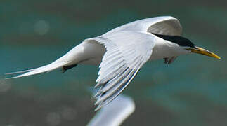 Cabot's Tern (eurygnathus)