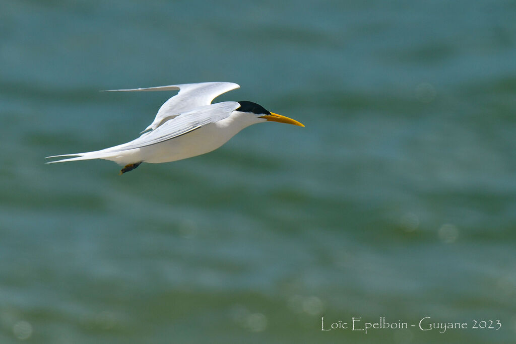 Cabot's Tern (eurygnathus)