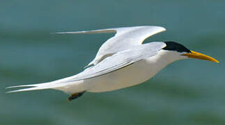 Cabot's Tern (eurygnathus)