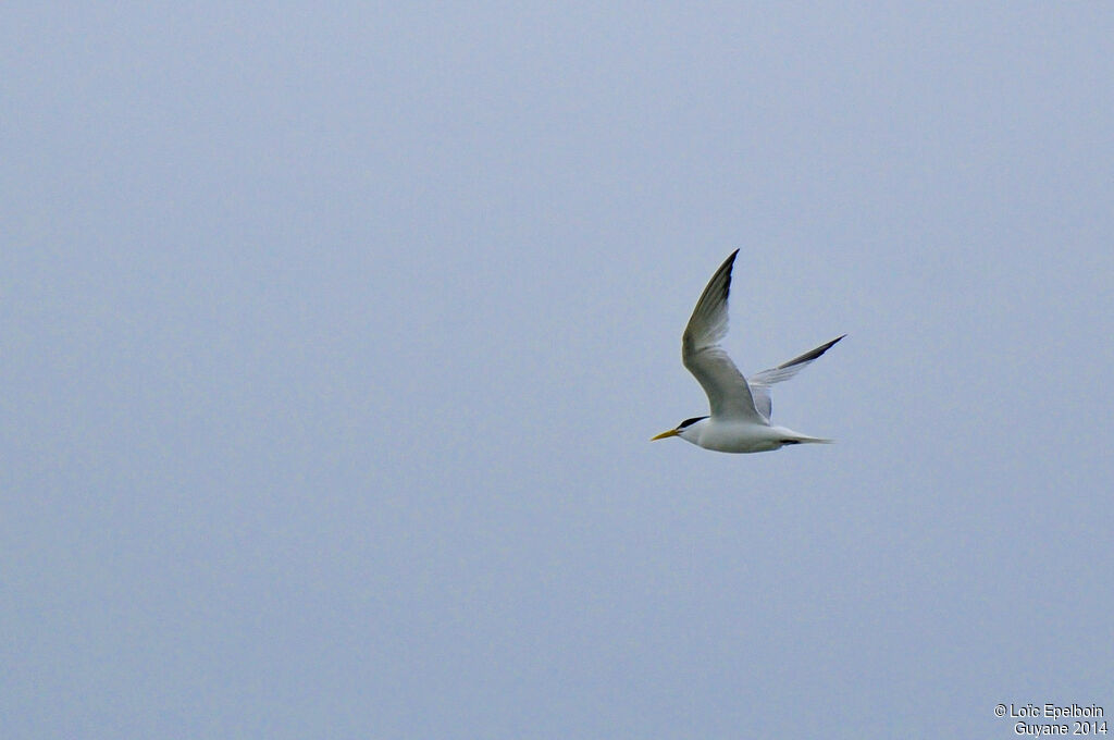 Cabot's Tern (eurygnathus)