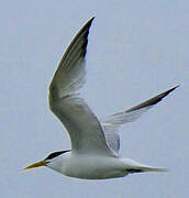 Cabot's Tern (eurygnathus)