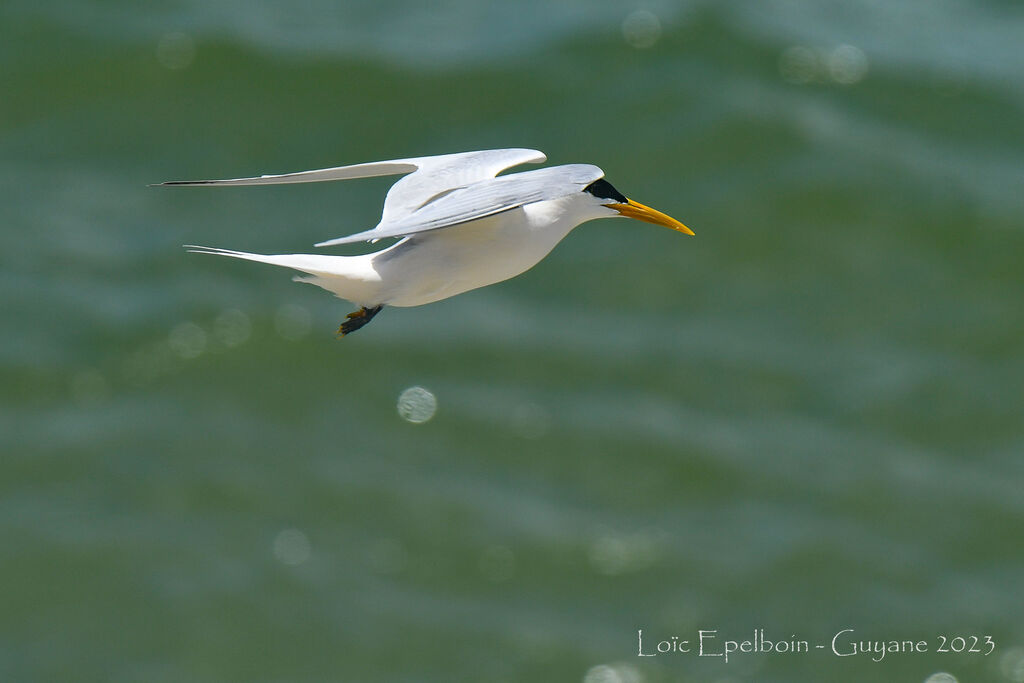 Cabot's Tern (eurygnathus)