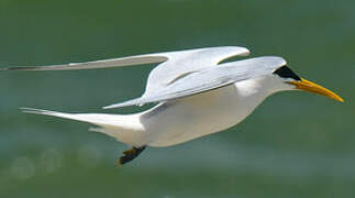 Cabot's Tern (eurygnathus)