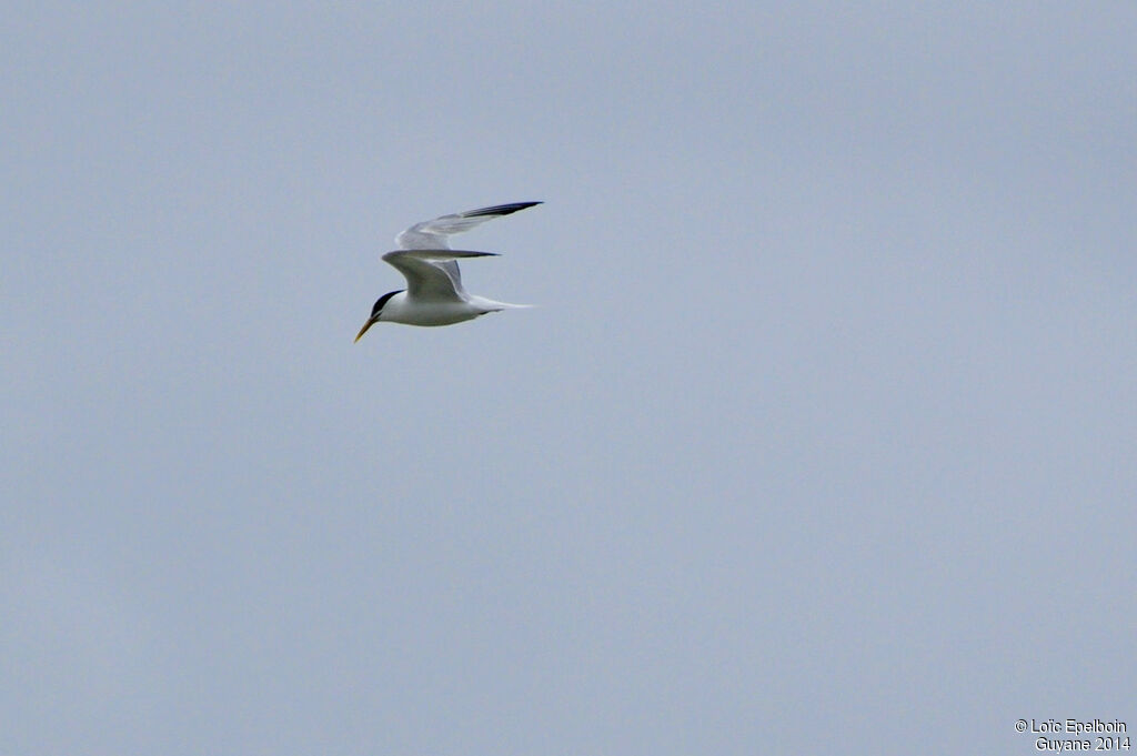 Cabot's Tern (eurygnathus)