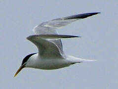 Cabot's Tern (eurygnathus)