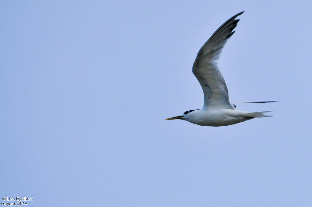 Cabot's Tern (eurygnathus)