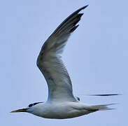 Cabot's Tern (eurygnathus)