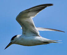 Cabot's Tern (eurygnathus)