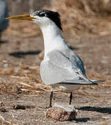 Cabot's Tern (eurygnathus)