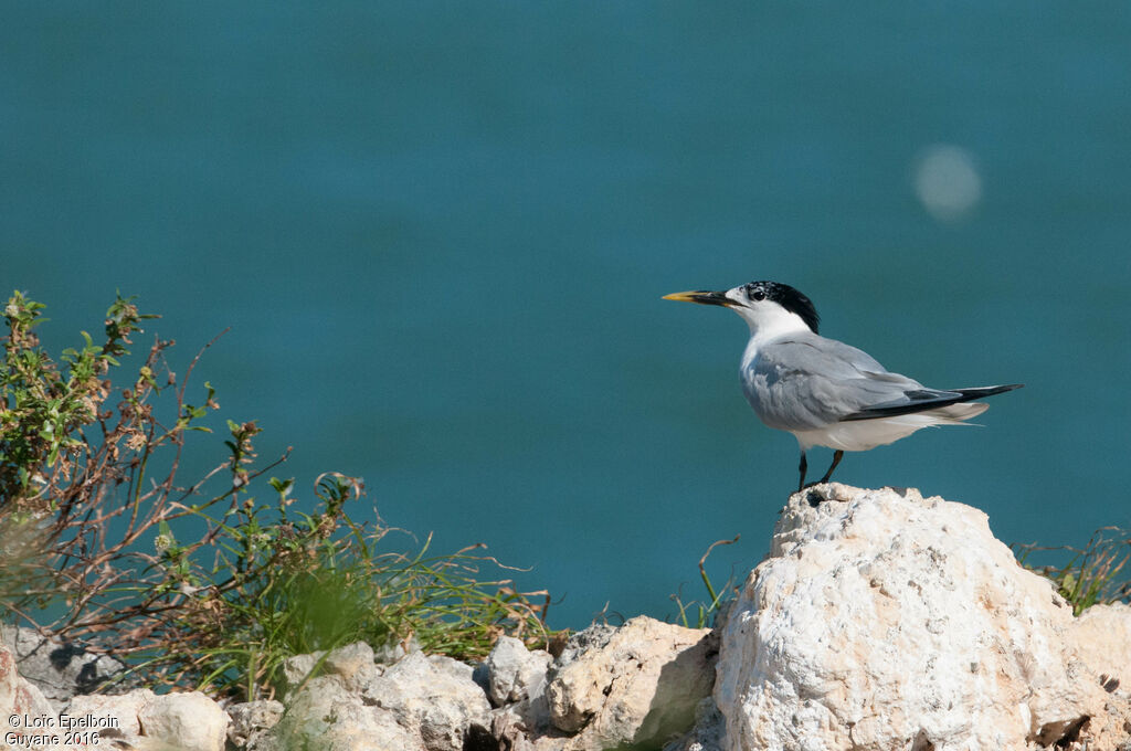 Cabot's Tern (eurygnathus)