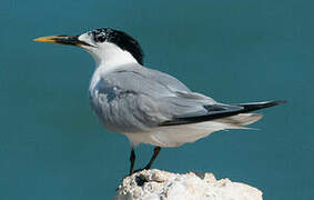 Cabot's Tern (eurygnathus)