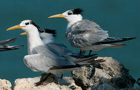 Cabot's Tern (eurygnathus)