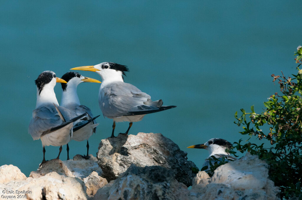 Cabot's Tern (eurygnathus)