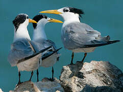 Cabot's Tern (eurygnathus)