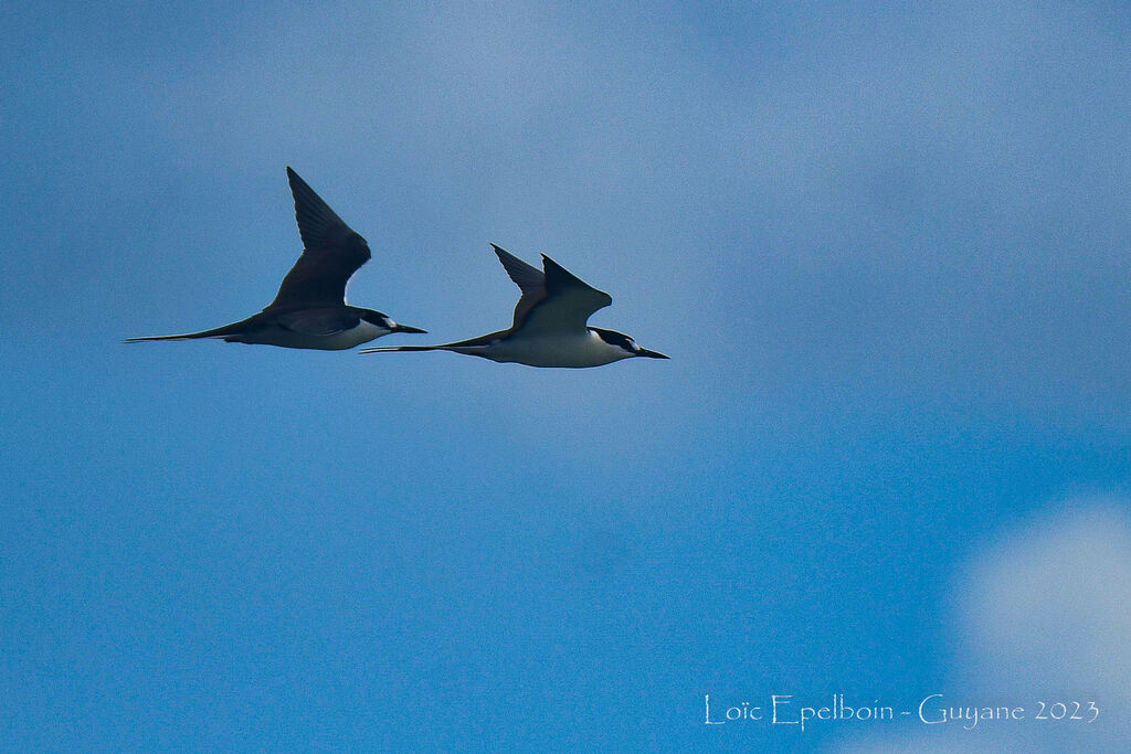 Sooty Tern