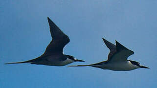 Sooty Tern