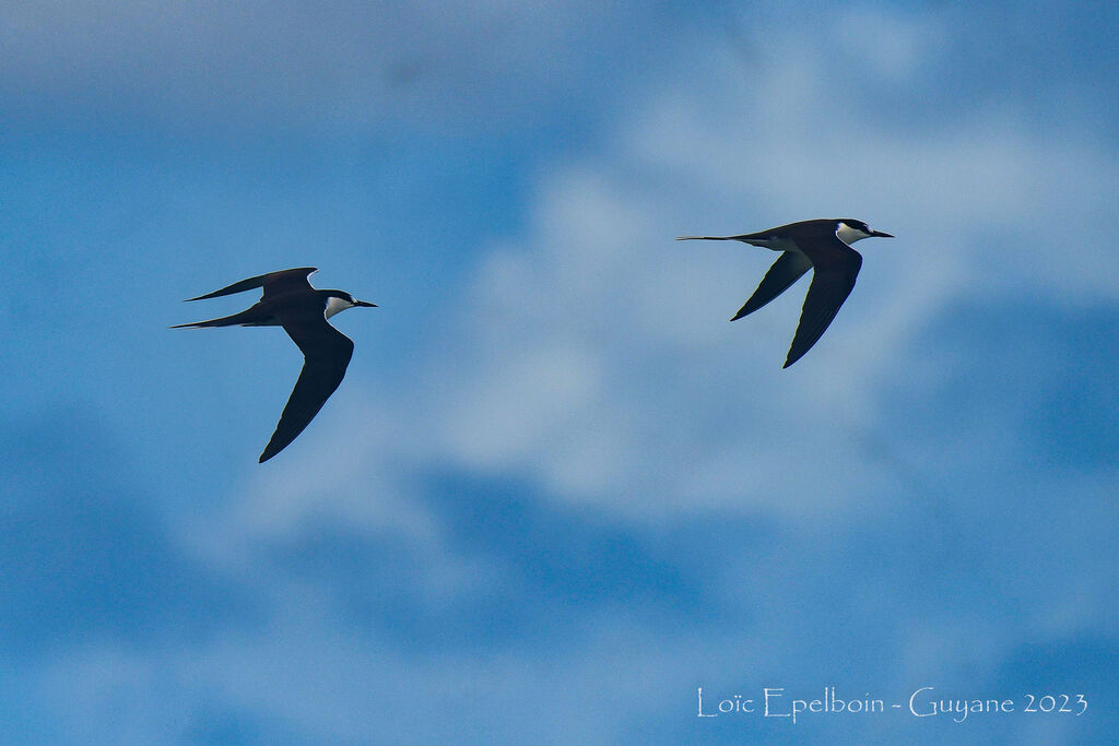 Sooty Tern