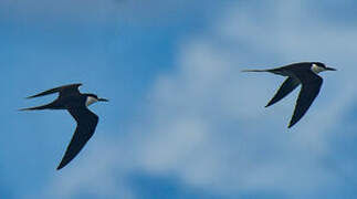 Sooty Tern