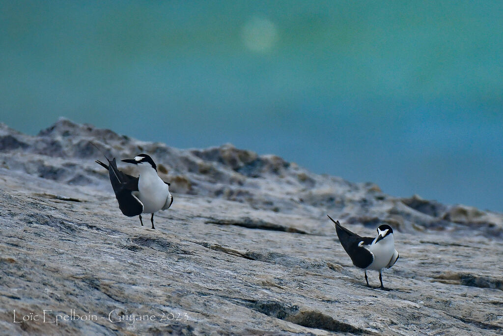 Sooty Tern