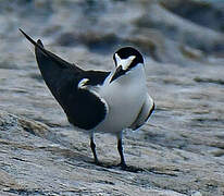 Sooty Tern