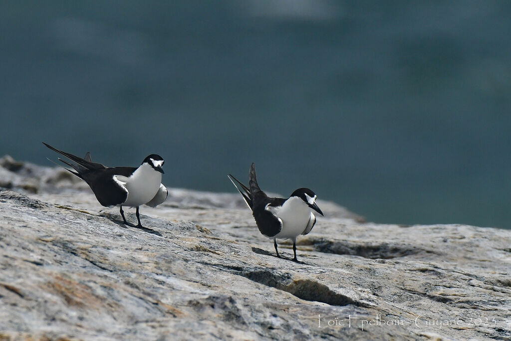 Sooty Tern