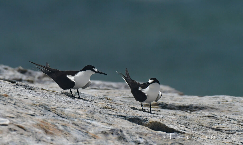 Sooty Tern