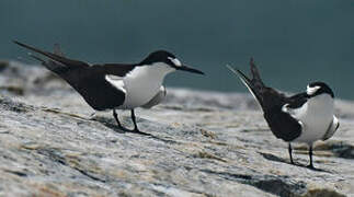 Sooty Tern