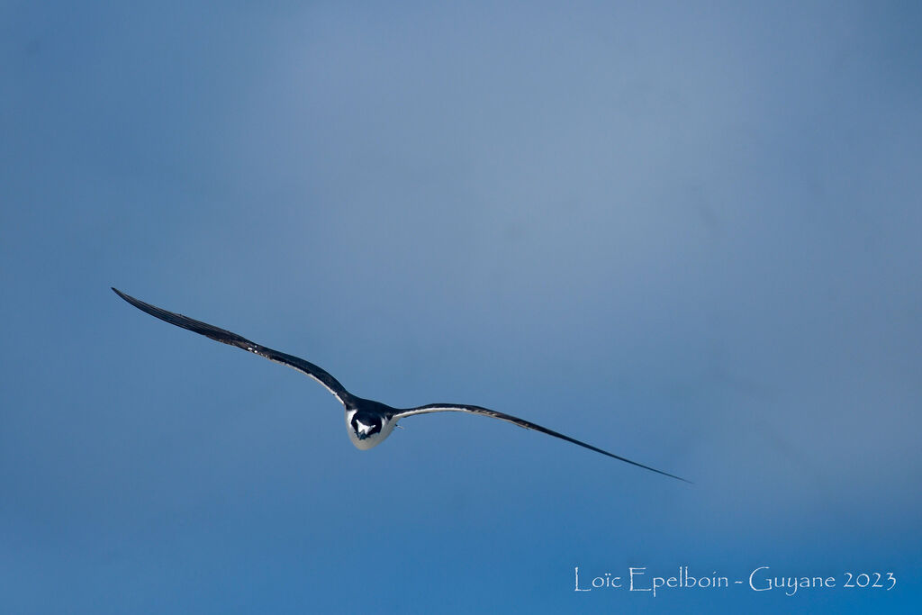 Sooty Tern