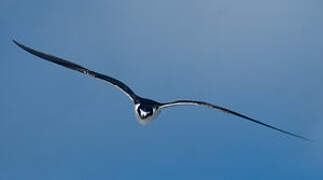 Sooty Tern