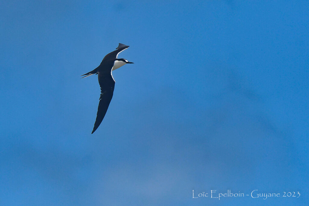 Sooty Tern