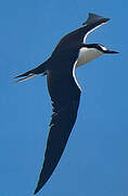 Sooty Tern