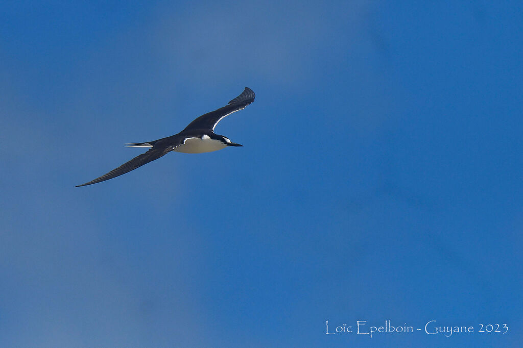 Sooty Tern