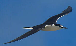 Sooty Tern