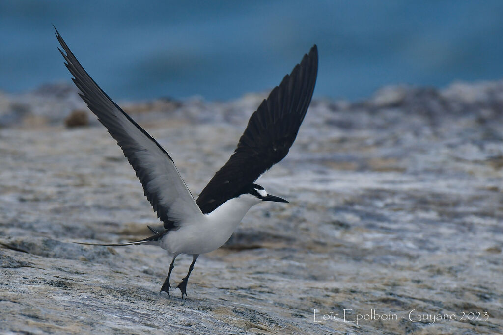 Sooty Tern