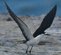 Sooty Tern