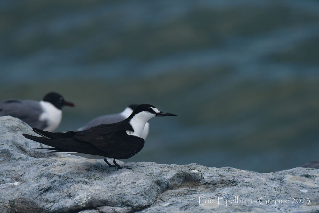 Sooty Tern