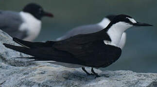 Sooty Tern