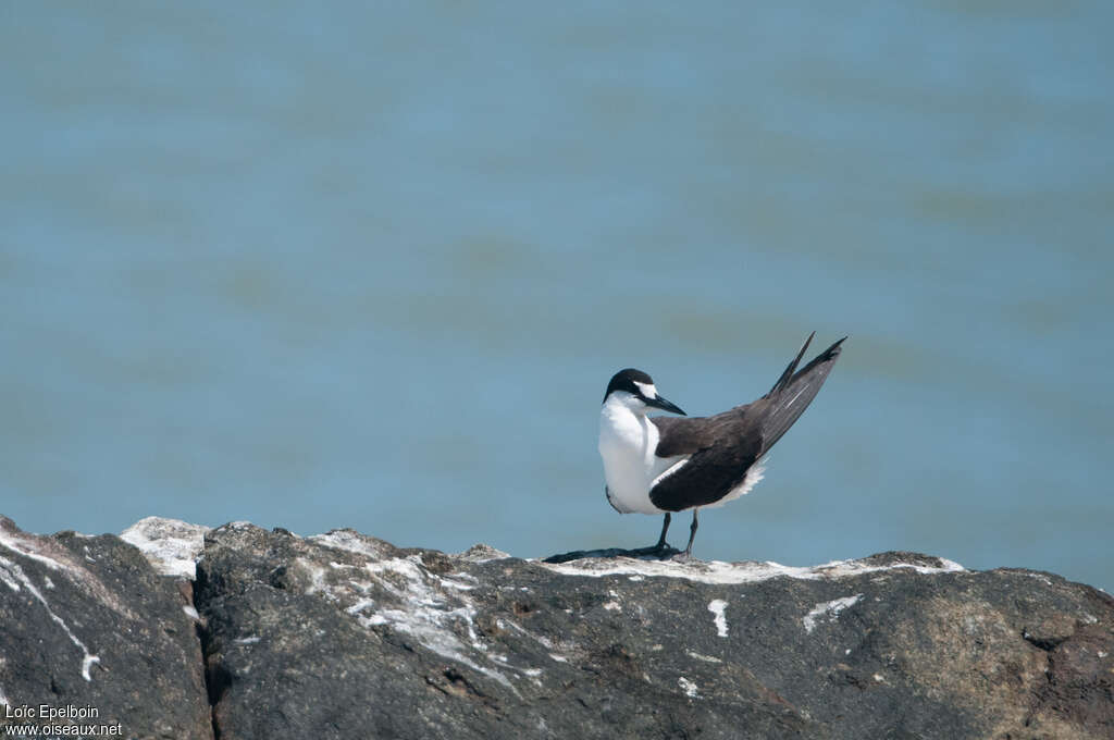 Sooty Ternadult, habitat, pigmentation, Behaviour