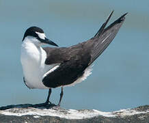 Sooty Tern