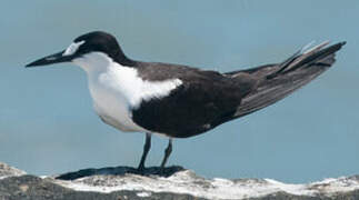 Sooty Tern