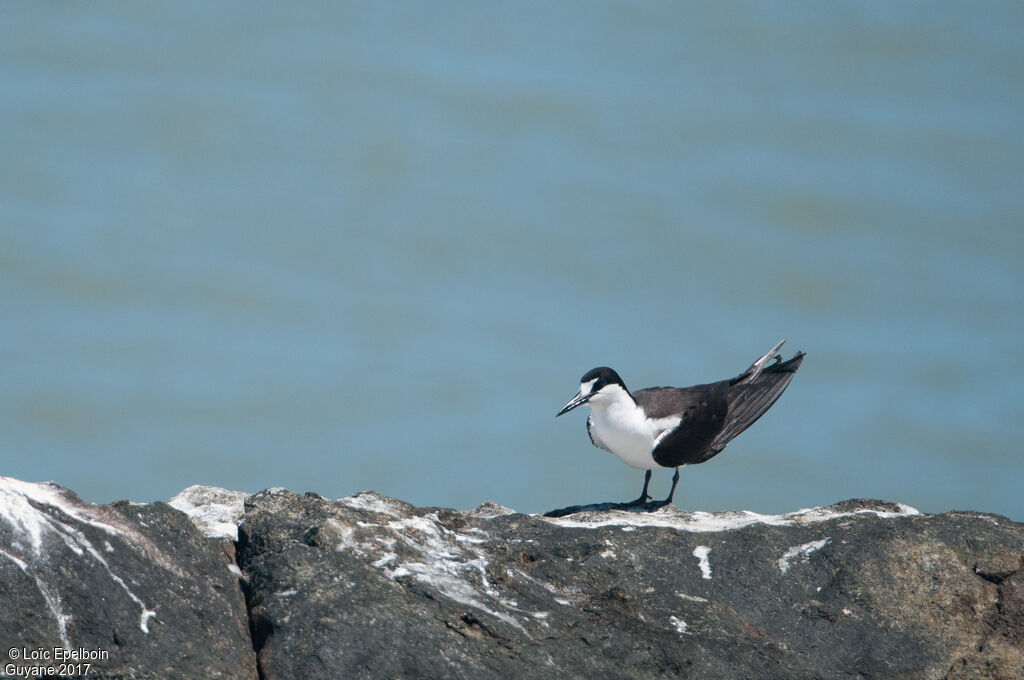 Sooty Tern