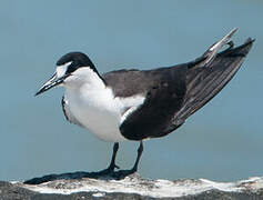 Sooty Tern