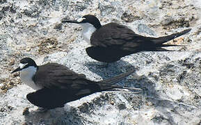 Sooty Tern