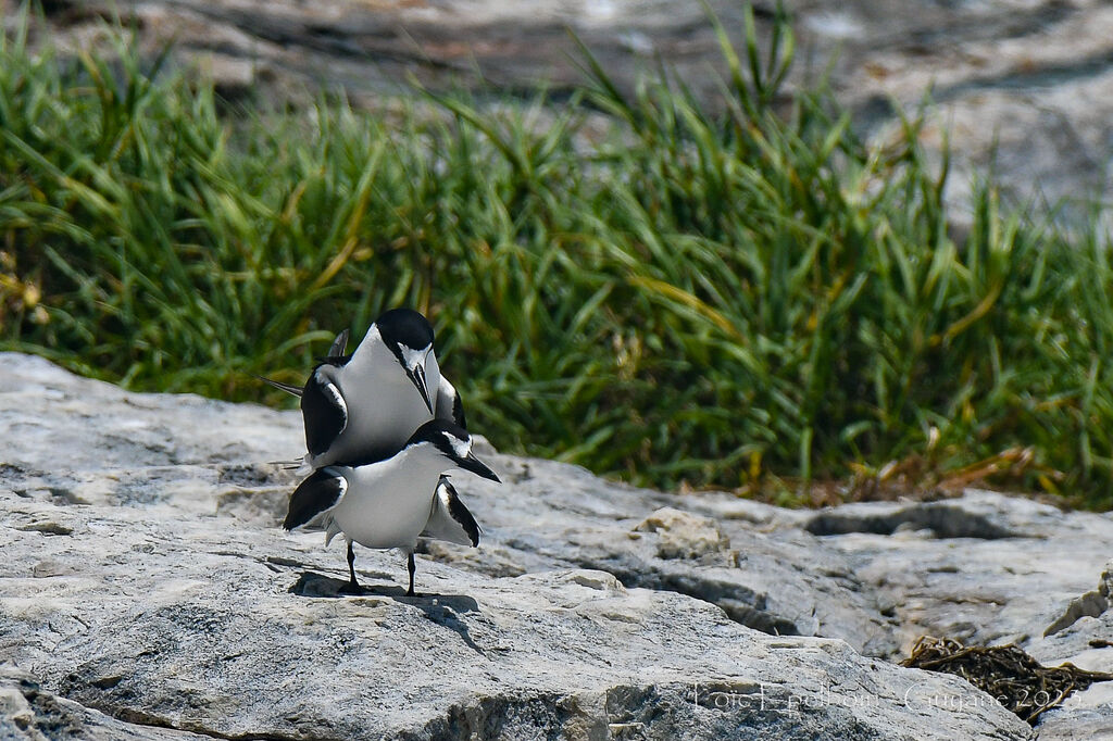 Sooty Tern