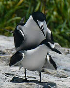 Sooty Tern