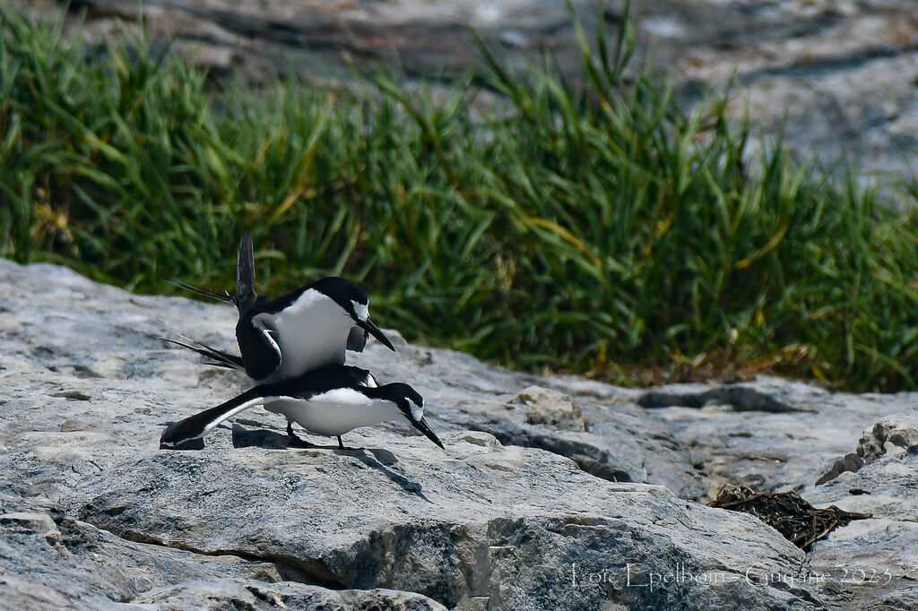 Sooty Tern