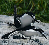 Sooty Tern