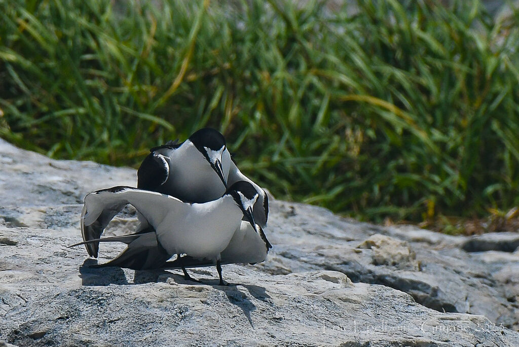 Sooty Tern