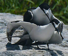 Sooty Tern